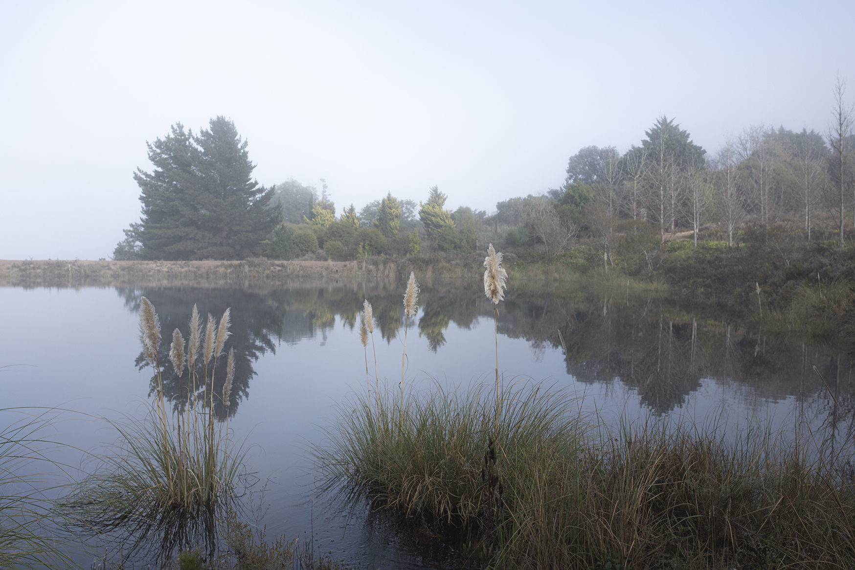 MIST OVER DAM & PAMPAS GRASS-SMALLER-P17A5522